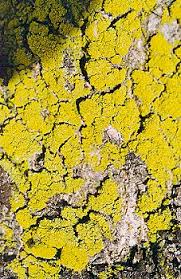 Attēlu rezultāti vaicājumam “Candelariella sp.”