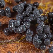 Attēlu rezultāti vaicājumam “Badhamia utricularis”