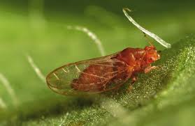 Attēlu rezultāti vaicājumam “Trioza dispar nymph”