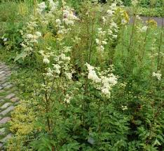 Attēlu rezultāti vaicājumam “Filipendula ulmaria”