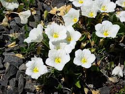 Image result for Nierembergia