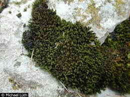 Attēlu rezultāti vaicājumam “Didymodon rigidulus”