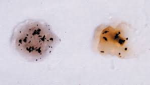 Attēlu rezultāti vaicājumam “Hypoxylon fuscum”