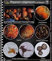 Attēlu rezultāti vaicājumam “Physarum rubiginosum”