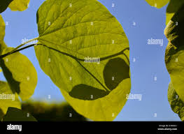 Attēlu rezultāti vaicājumam “Aristolochia durior leaf”