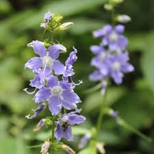 Image result for Campanula americana