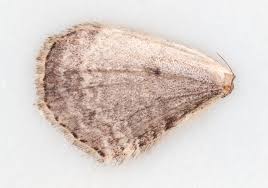 Attēlu rezultāti vaicājumam “Xanthorhoe spadicearia”