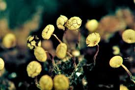 Attēlu rezultāti vaicājumam “Physarum viride macro”