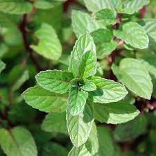 Image result for Pfefferminze