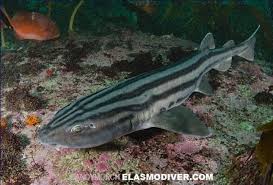 Image result for Poroderma africanum