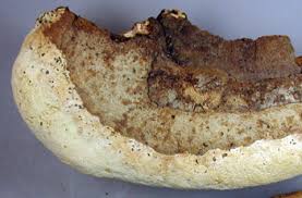 Attēlu rezultāti vaicājumam “Perenniporia subacida”