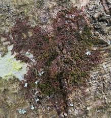 Attēlu rezultāti vaicājumam “Frullania dilatata”