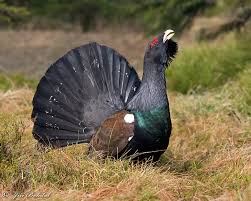 Attēlu rezultāti vaicājumam “Tetrao urogallus”