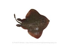 Image result for Amblyraja radiata