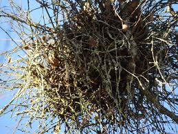 Attēlu rezultāti vaicājumam “Taphrina betulina”