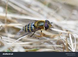 Attēlu rezultāti vaicājumam “Syrphus torvus”