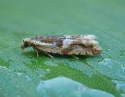 Attēlu rezultāti vaicājumam “Ancylis myrtillana”