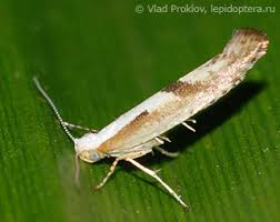 Attēlu rezultāti vaicājumam “Argyresthiidae”