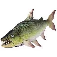 Image result for Goliath Tigerfish