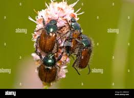 Attēlu rezultāti vaicājumam “Melandrya dubia”