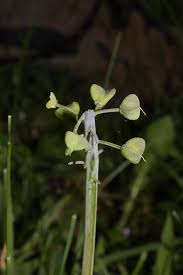 Attēlu rezultāti vaicājumam “Muscari botryoides flower”
