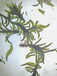 Attēlu rezultāti vaicājumam “Zygodon rupestris”