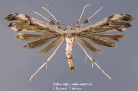 Attēlu rezultāti vaicājumam “Platyptilia tesseradactyla”