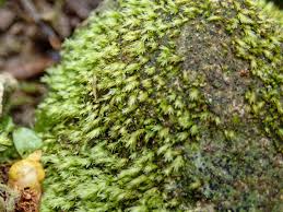 Attēlu rezultāti vaicājumam “Fissidens pusillus”