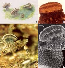 Attēlu rezultāti vaicājumam “Licea pusilla sessile”