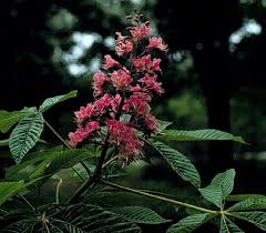 Attēlu rezultāti vaicājumam “Aesculus x hybrida”