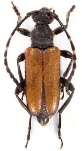 Attēlu rezultāti vaicājumam “Paracorymbia maculicornis”