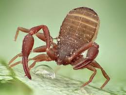 Attēlu rezultāti vaicājumam “Chelifer cancroides”