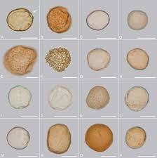 Attēlu rezultāti vaicājumam “Radula complanata sporophyte”