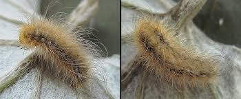 Attēlu rezultāti vaicājumam “Arctia caja imago”