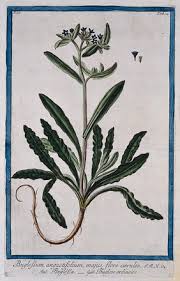 Attēlu rezultāti vaicājumam “Boraginaceae”