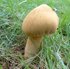 Attēlu rezultāti vaicājumam “Phaeolepiota aurea”