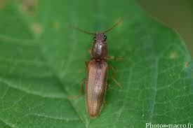 Attēlu rezultāti vaicājumam “Athous sp.”