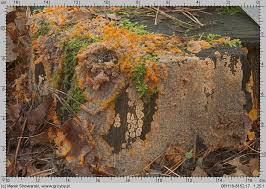 Attēlu rezultāti vaicājumam “Phlebia radiata”