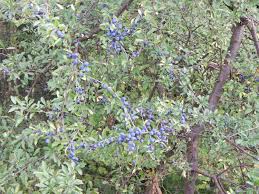 Attēlu rezultāti vaicājumam “Prunus spinosa”