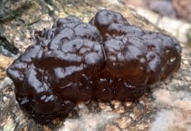 Attēlu rezultāti vaicājumam “Exidia cartilaginea”