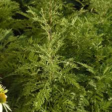 Image result for Artemisia gmelinii