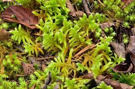 Attēlu rezultāti vaicājumam “moss”