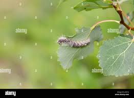 Attēlu rezultāti vaicājumam “Acronicta megacephala larva”