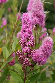 Attēlu rezultāti vaicājumam “Spiraea salicifolia flower”