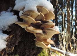 Attēlu rezultāti vaicājumam “Pleurotus ostreatus”