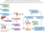 <b>Aldosterone</b> Reflex