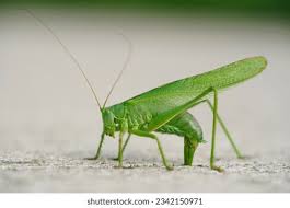 Attēlu rezultāti vaicājumam “Tettigonia viridissima”