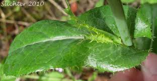 Attēlu rezultāti vaicājumam “Sonchus asper leaf”