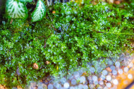 Attēlu rezultāti vaicājumam “Plagiomnium cuspidatum sporophyte”