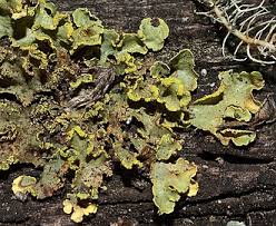 Attēlu rezultāti vaicājumam “Vulpicida pinastri”